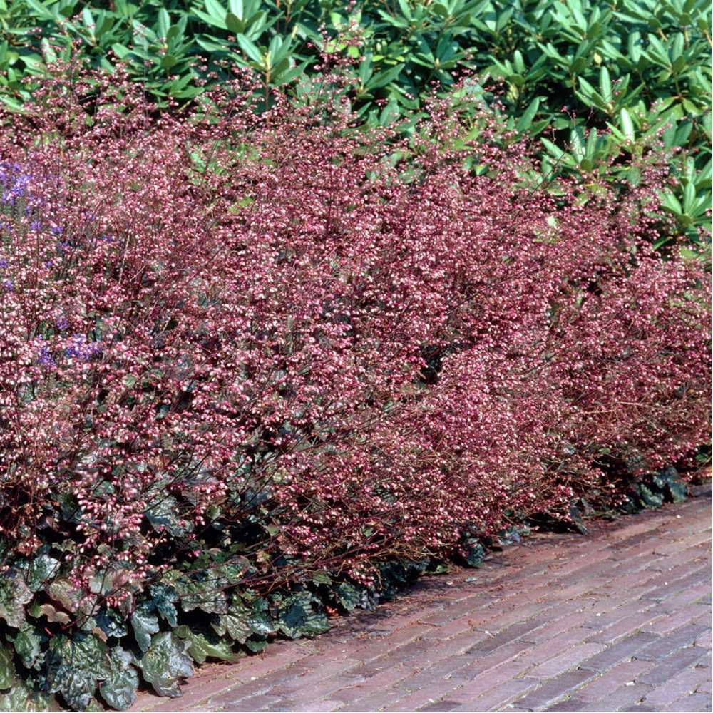Alunrod 'Palace Purple' (Heuchera villosa)